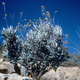 Illustration for article titled Why Rubber Companies Suddenly Care About This Obscure Desert Shrub
